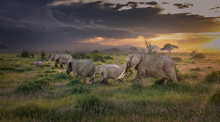 African Elephants at sunset