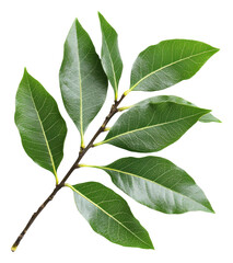 Fototapeta premium PNG Green bay leaves on white background