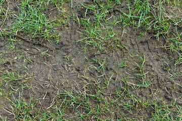 Worn grassy track at field edge muddy from hiking boots and shoes