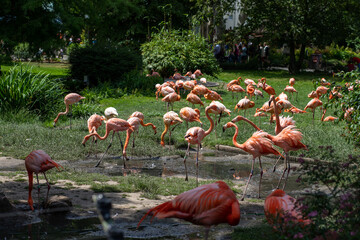 Group of flamingos in a zoo on a sunny day