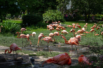 Group of flamingos in a zoo on a sunny day