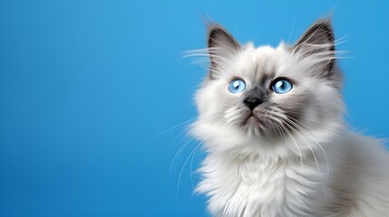Fototapeta premium portrait of a cat in blue background