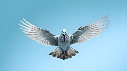 Obraz premium dove in flight