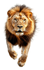 Fototapeta premium PNG A lion charging forward with intensity and power
