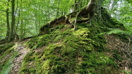 forest hike on the Hansaweg (old vlothoher Street) in bad Salzuflen