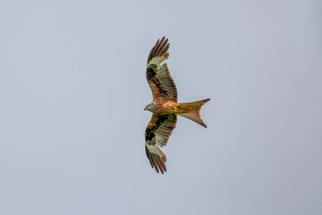Red Kite bird of prey with brown and white out stretched wings flying right to left