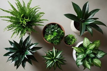 Indoor Plant Selection: Aerial View of Foliage Arrangement for Home Ambiance
