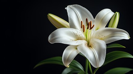 A close-up of a white lily with a dark background. The lily has delicate white petals and a prominent green stem.