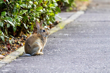 A wild orange fluffy Rabbit - bunny with big ears on the concrete path.