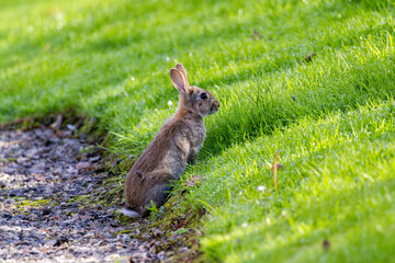 A wild orange fluffy Rabbit - bunny with big ears on the fresh green grass.