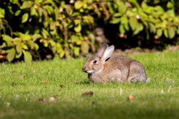 A wild orange fluffy Rabbit - bunny with big ears on the fresh green grass.