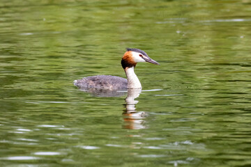 Great Crested Grebe water bird with white and brown head and long beak on lake water with ripples