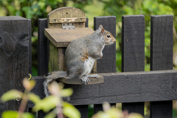 Gray squirrel sitting on ledge of wooden peanut feeder on fence facing right