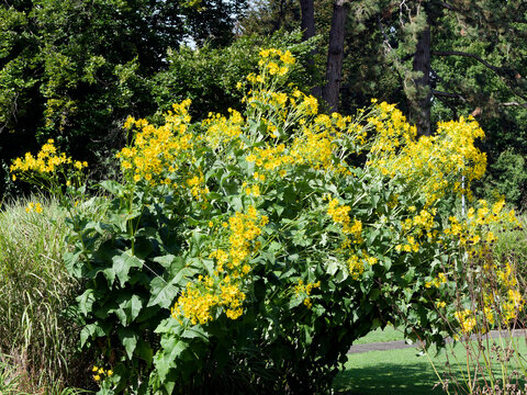 (Silphium perfoliatum) Silphie perfoli&eacute;e ou silphe perfoli&eacute;, arbuste ornemental &agrave; fleurs jaune pendantes au dessus d'un feuillage oval et dent&eacute; soud&eacute; autour de tiges souples 