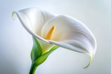 Obraz premium Closeup of a delicate and enchanting calla lily blossom with ethereal beauty captured against a pure white background, blossom, elegant, delicate, white, close-up, purity, soft, macro