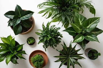 Obraz premium Indoor Plant Guide Aerial View of Foliage Arrangement for Enhanced Home Ambiance