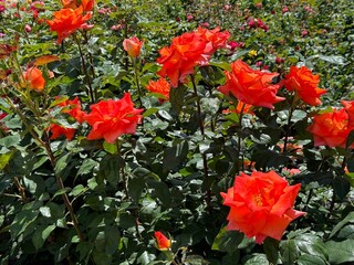 Red orange roses flowers in garden