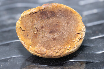 Top of Phellinus Igniarius Willow Bracket fungus light brown and small pores