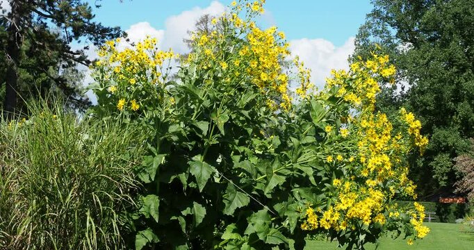 (Silphium perfoliatum) Apparence majestueuse d'un sylphe perfoli&eacute; &agrave; floraison jaune au sommet de tiges pench&eacute;es portant de grandes feuilles en forme de coupe, d&eacute;corant les all&eacute;es d'un parc