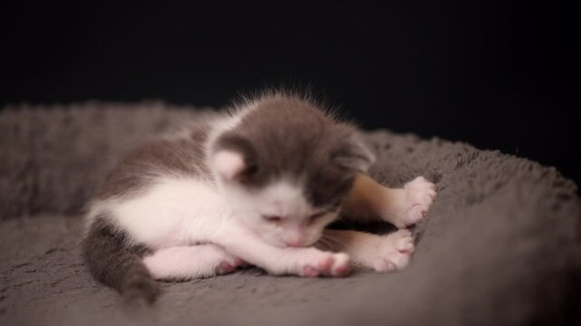 cr&iacute;a de gato