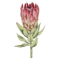 Protea, pink tropical flower with leaves watercolor illustration