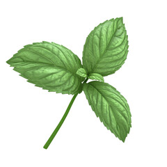 Fresh mint leaf on a plain background isolated transparent