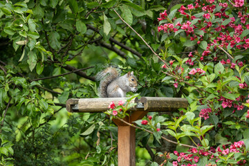 Grey squirrel eating peanut on tall wooden bird feeder with red flower bush and tree in background