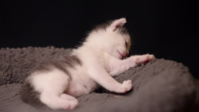 gato de dos semanas