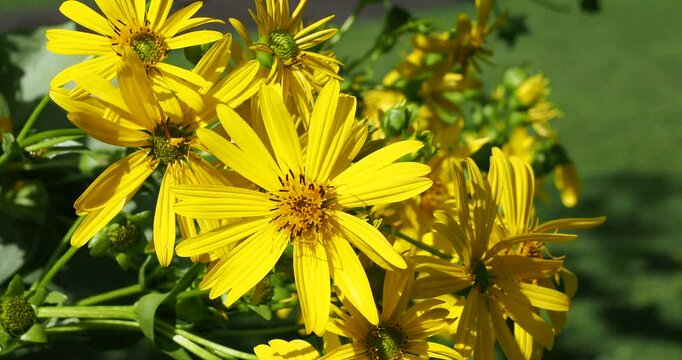 Gros plan sur fleurs de Silphie perfoli&eacute;es (Silphium perfoliatum) &agrave; p&eacute;tales jaune vif rayonnantes autour d'un disque central orang&eacute; sur tiges courb&eacute;es par leur poids
