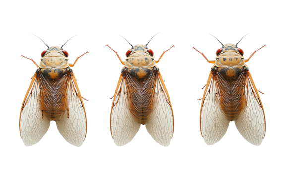 Three Cicadas in a Row on white background,png