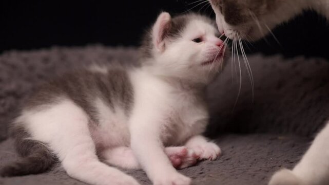 gato beb&eacute; con mam&aacute;