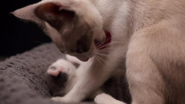 gata madre alimentando a su beb&eacute;