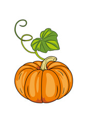 Ripe pumpkin with green leaf isolated on white