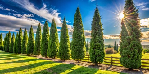 Obraz premium Majestic evergreen Leland cypress trees with feathery foliage and conical shapes stand tall in a serene, sun-drenched