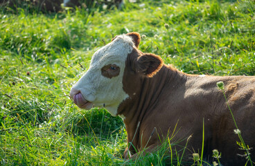 Cow on the grass © Matthew
