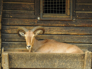 Goat in a box © Matthew
