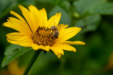 Bee on a yellow flower