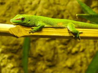 Gekko on a branch © Matthew