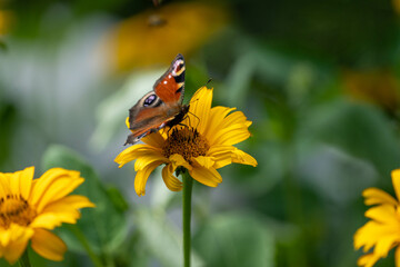 Butterfly on a flower