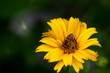 Bee on a yellow flower