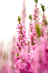 Common heather, Calluna vulgaris magenta purple flower close-up photo. Heather violet wildflower macro photo in the nature