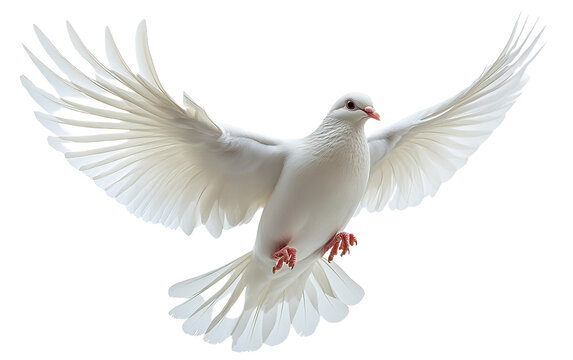White dove on white background,png