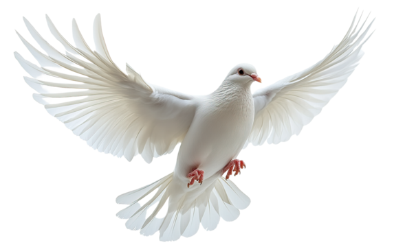 White dove on white background,png