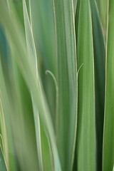 green leaves Yucca filamentosa blue yucca filamentous diagonally close-up as a background, yucca filamentous, leaves of yucca filamentous, green background from leaves, gradient perennial evergreen pl