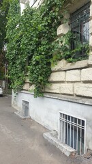 Obraz premium moldova, chisinau, textures, architecture, antiquity, city, street, houses, sidewalk, grass, plants, trees, shadow, monument, puddle