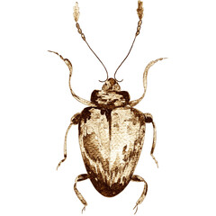 Watercolor  abstract golden bug. 