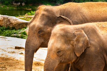 Exotic animals on display in the Bannerghatta zoo in Karnataka India