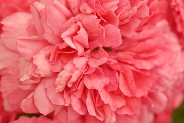 pink rose flower close up, pastel rose petal texture macro 