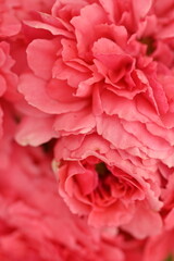 pink rose flower close up, pastel rose petal texture macro 