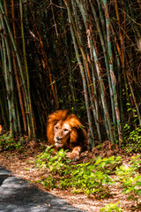 Exotic animals on display in the Bannerghatta zoo in Karnataka India